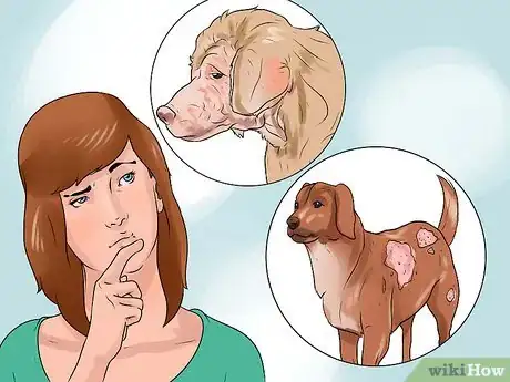 Obrázek nazván Identify Mange on Dogs Step 11