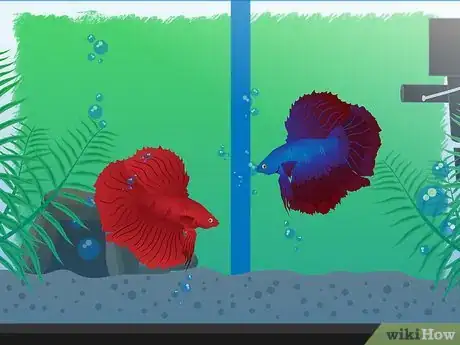 Obrázek nazván Breed Betta Fish Step 9