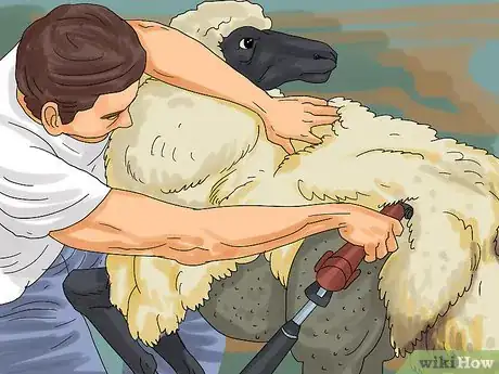 Obrázek nazván Care for Sheep Step 13Bullet2