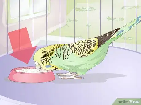 Obrázek nazván Feed Budgies Step 4