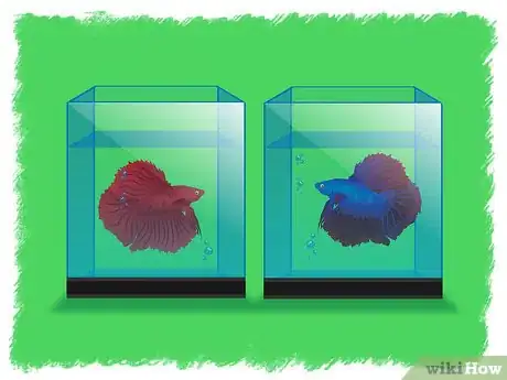 Obrázek nazván Breed Betta Fish Step 3