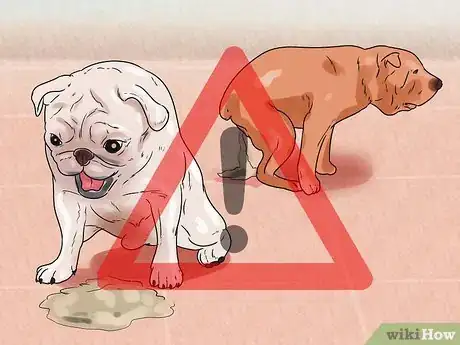 Obrázek nazván Recognize Poisoning in Dogs Step 5