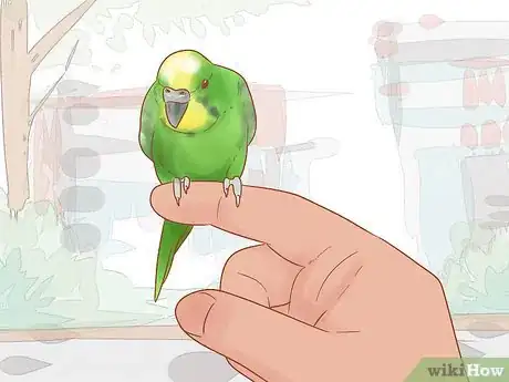 Obrázek nazván Take Care of a Parakeet Step 19