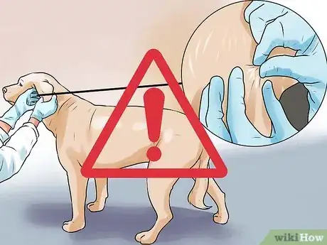 Obrázek nazván Identify Mange on Dogs Step 10