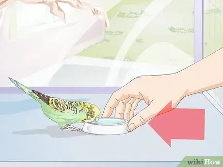 Obrázek nazván Feed Budgies Step 13