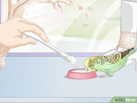 Obrázek nazván Feed Budgies Step 10