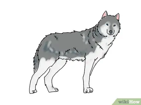 Obrázek nazván Draw a Wolf Step 8