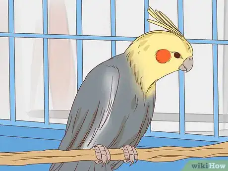 Obrázek nazván Buy a Pet Cockatiel Step 9