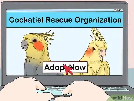 Obrázek nazván Buy a Pet Cockatiel Step 4