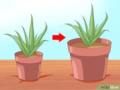 Obrázek nazván Care for Your Aloe Vera Plant Step 4