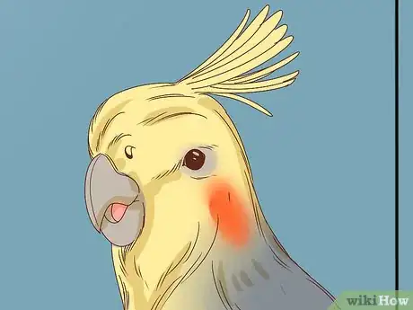 Obrázek nazván Buy a Pet Cockatiel Step 7