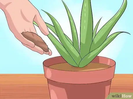 Obrázek nazván Care for Your Aloe Vera Plant Step 7