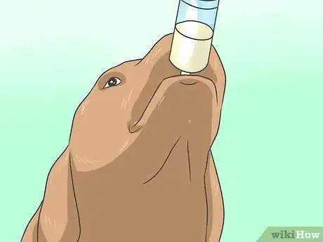 Obrázek nazván Eliminate a Flea Infestation in Your Home Step 2