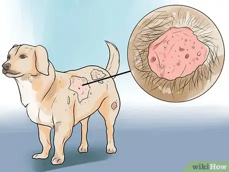 Obrázek nazván Identify Mange on Dogs Step 2