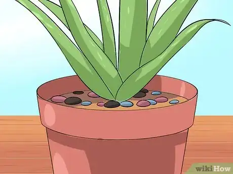 Obrázek nazván Care for Your Aloe Vera Plant Step 8