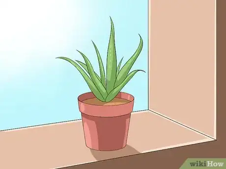 Obrázek nazván Care for Your Aloe Vera Plant Step 1