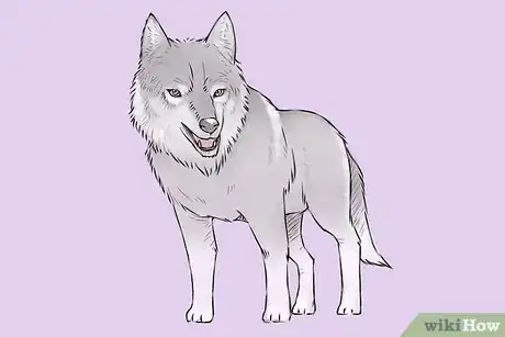 Obrázek nazván Draw a Wolf Step 19