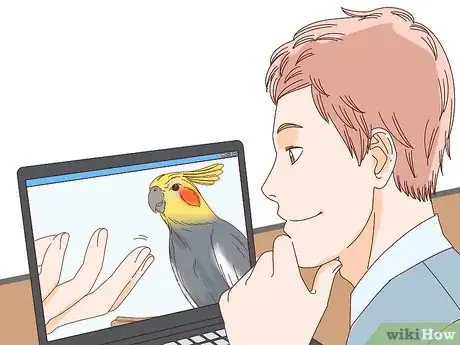 Obrázek nazván Buy a Pet Cockatiel Step 1