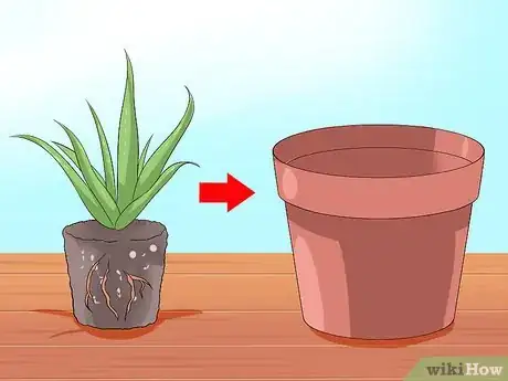 Obrázek nazván Care for Your Aloe Vera Plant Step 6