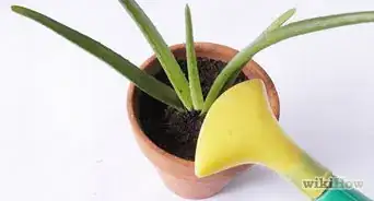 Jak pěstovat aloe vera