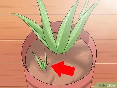 Obrázek nazván Care for Your Aloe Vera Plant Step 9