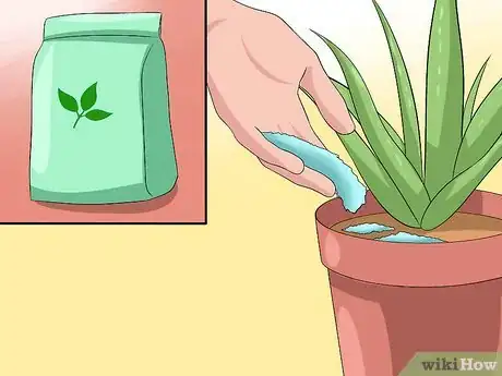 Obrázek nazván Care for Your Aloe Vera Plant Step 3