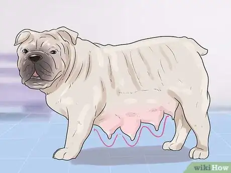 Obrázek nazván Breed Dogs Step 15