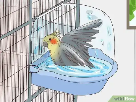 Obrázek nazván Buy a Pet Cockatiel Step 11