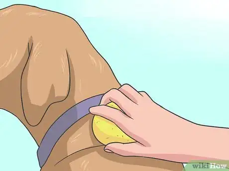 Obrázek nazván Eliminate a Flea Infestation in Your Home Step 14