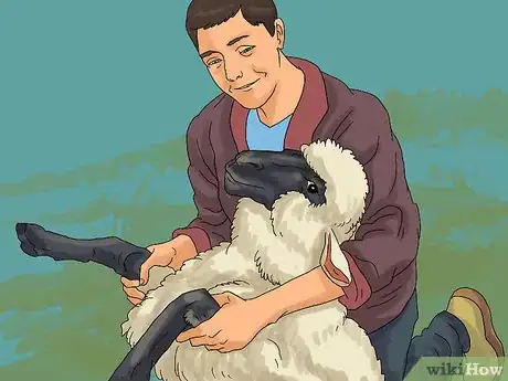 Obrázek nazván Care for Sheep Step 13