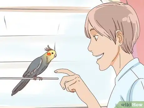 Obrázek nazván Buy a Pet Cockatiel Step 10