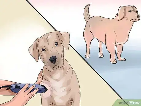 Obrázek nazván Identify Mange on Dogs Step 3