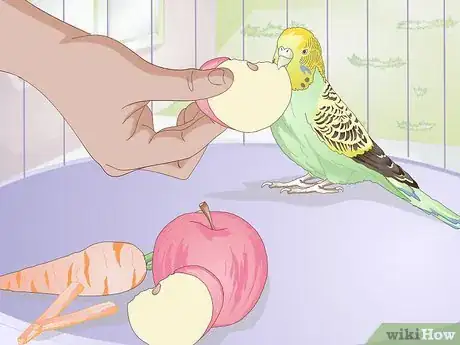 Obrázek nazván Feed Budgies Step 3