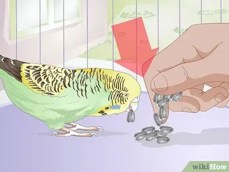 Obrázek nazván Feed Budgies Step 1