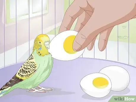 Obrázek nazván Feed Budgies Step 5