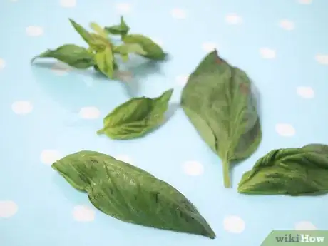 Obrázek nazván Freeze Basil Step 1