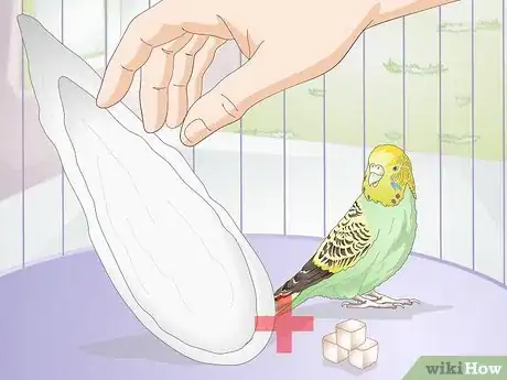 Obrázek nazván Feed Budgies Step 8